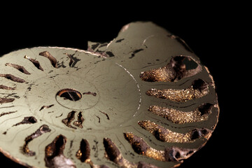 Macro mineral stone Ammonite shell on a black background