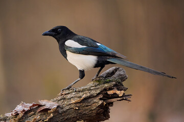 Fototapeta premium Eurasian magpie or common magpie (Pica pica)