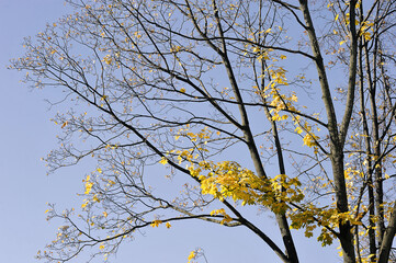 yellow trees with fallen leaves - autumn time