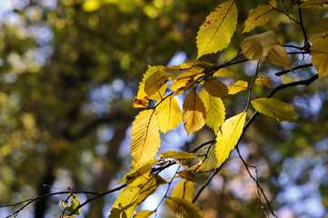 autumn forest on a sunny day - aspen tree leaves
