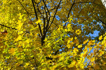yellow maple leaves in the park in October - background of autumn leaves