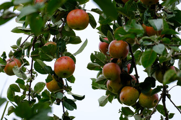 red apples on the branches of a tree