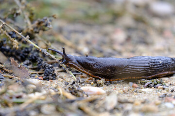 a slug is slowly advancing on the earthen floor