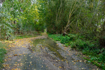 a waterlogged path in the forest in autumn. Difficulty of overland transport