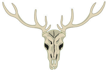 Skull of the wildlife deer with horn