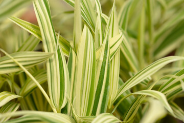 Dwarf white-striped Bamboo