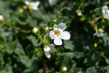 Ornamental bacopa