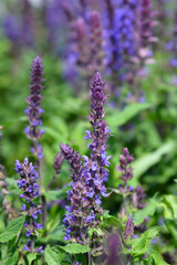 Fototapeta premium Sage Andora Blue