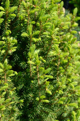 Alberta spruce Conica Perfecta