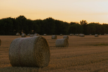 After harvesting the wheat, large rolls of straw are neatly stacked in the middle of the field with beautiful sunset color
