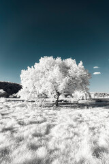 A surreal fairy tale landscape in infrared light shining throu the leafs - Germany - Hattingen