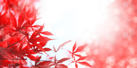 Red Japanese maple leaves. Autumn background. Soft focus