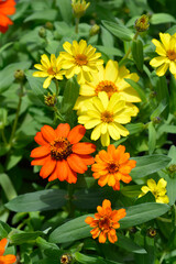 Common zinnia