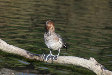 Wigeon on branch over pond