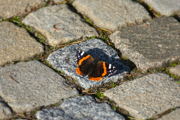 Red admiral butterfly (Vanessa Atalanta) perched on stone path in Zurich, Switzerland