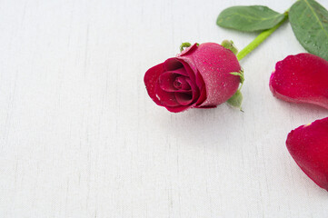 Close-up of a red rose and two petals on tablecloth, copy space