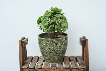 Succulents in a green peacock pot on wooden shelf, light background