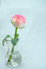 Close-up of a pink rose in a bottle of water, white background, copy space