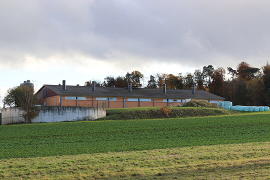 Schweinestall. Tiermastanlage. Herbstlicht.