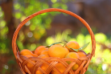 Vintage basket filled with fresh tangeriens in the garden. Selective focus.