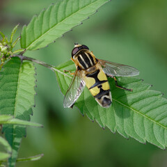Hoverfly (Helophilus trivittatus) on a leaf