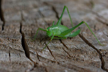 Speckled bush-cricket (Leptophyes punctatissima)