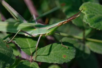 Agrica ungarica (Common cone-headed grasshopper, or Nosed grasshopper, or Mediterranean slant-faced grasshopper)