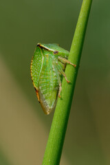 Buffalo treehopper (Stictocephala bisonia) on a plant