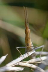 Agrica ungarica (Common cone-headed grasshopper, or Nosed grasshopper, or Mediterranean slant-faced grasshopper)
