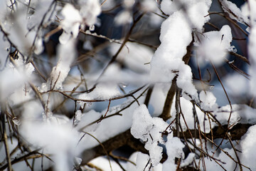snow covered branches