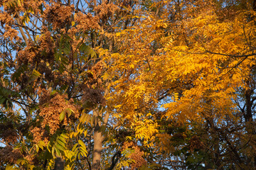 Fototapeta premium autumn leaves on a tree