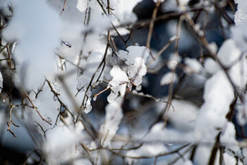 snow covered branches