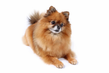 pomeranian dog isolated on white background