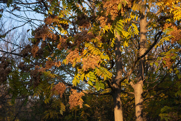autumn trees in the park