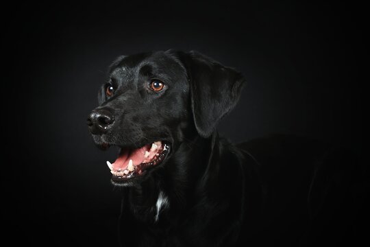 portrait of black labrador in black background 