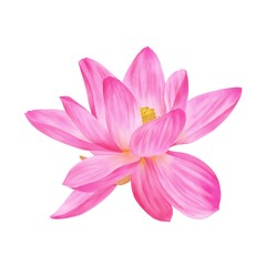 Fototapeta na wymiar 鮮やかなピンク色のオオガハス単体　線画なし