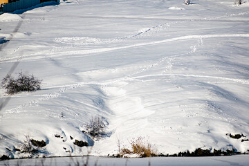 snow covered trees