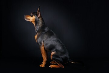 miniature pinscher isolated on black background 