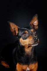 portrait of miniature pinscher dog isolated on black background