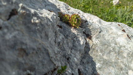 Bushes of wild Sempervivum on a rock in vivo. Succulent plant in the wild.