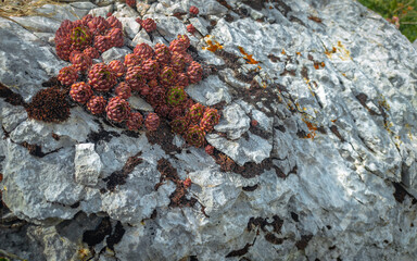Bushes of wild Sempervivum on a rock in vivo. Succulent plant in the wild.