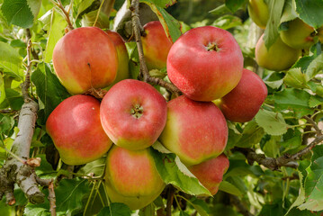 Reife, rote Äpfel hängen an einem Apfelbaum, Bodman, Bodensee, Baden-Württemberg, Deutschland