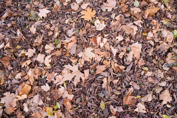 autumn leaves background