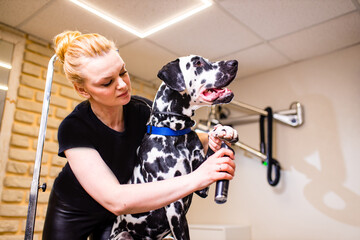 Veterinary conducting an inspection dalmatian dog