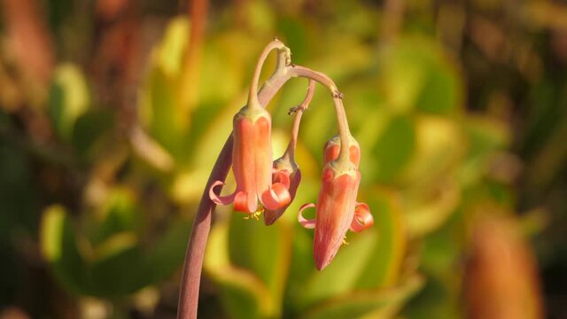 beautiful Cotyledon orbiculata flower in the garden