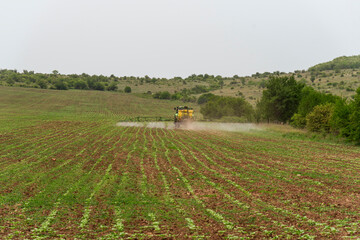 Tractor spraying wheat field.