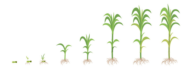 Crop growth phases of Sugarcane from planting to maturity.