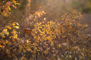 Autumn is golden in the forest. Backlit evening light. Autumn textural background.