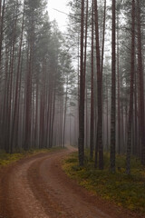 Fototapeta premium fog in the forest
