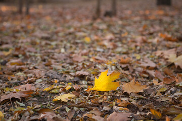 autumn leaves in the park